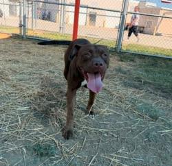Shelter Stray Female Dog last seen Near BLOCK PLACE JUANE, 3528 Newburg Rd, Louisville, KY 40218, USA