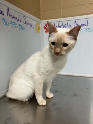 Shelter Stray Female Cat last seen Near BLOCK S WEST ST, WICHITA KS 67217, 3303 N Hillside St, Wichita, KS 67219, USA