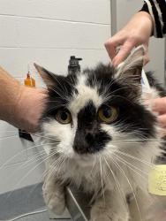 Shelter Stray Female Cat last seen Near, 2600 S Harding St, Indianapolis, IN 46221, USA