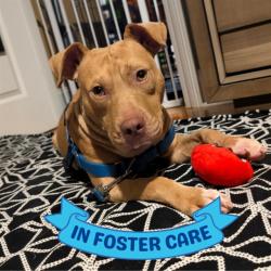 Shelter Stray Male Dog last seen Near BLOCK SAND DOLLAR LN, TALLAHASSEE FL 32317, 1125 Easterwood Dr, Tallahassee, FL 32311, USA