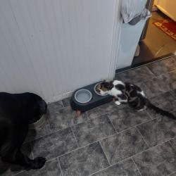 Reunited Male Cat last seen Grand avenue, Cardiff, Wales 