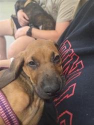 Shelter Stray Female Dog last seen Near BLOCK BARDSTOWN ROAD, 3528 Newburg Rd, Louisville, KY 40218, USA