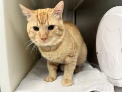 Shelter Stray Male Cat last seen Near BLOCK ZERMATT DR, COLORADO SPRINGS CO 80915, 610 Abbot Ln, Colorado Springs, CO 80905, USA