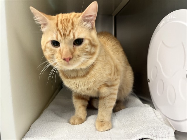 Shelter Stray Male Cat last seen Near BLOCK ZERMATT DR, COLORADO SPRINGS CO 80915, 610 Abbot Ln, Colorado Springs, CO 80905, USA