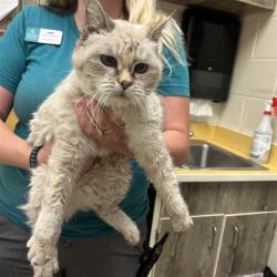 Shelter Stray Female Cat last seen Near BLOCK HILL ST, COLORADO SPRINGS CO 80905, 610 Abbot Ln, Colorado Springs, CO 80905, USA