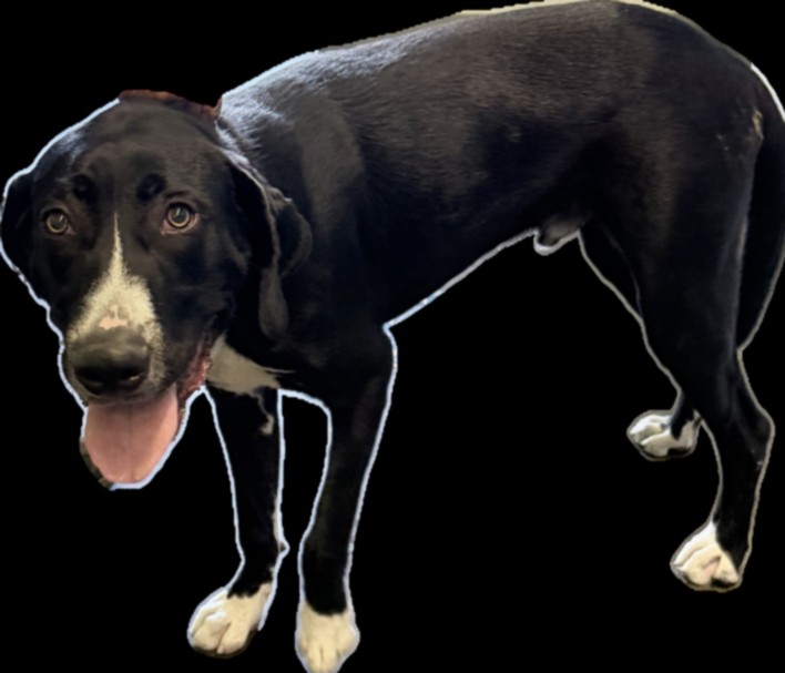 Shelter Stray Male Dog last seen , 1850 W 60th St, Los Angeles, CA 90047, USA