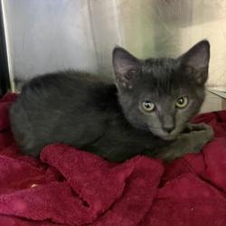Shelter Stray Male Cat last seen , 1850 W 60th St, Los Angeles, CA 90047, USA