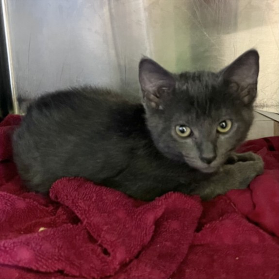 Shelter Stray Male Cat last seen , 1850 W 60th St, Los Angeles, CA 90047, USA