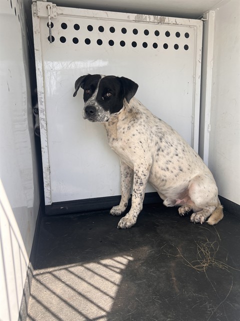 Shelter Stray Male Dog last seen Near BLK OF OAKDALE, BAKERSFIELD CA, 201 S Mt Vernon Ave, Bakersfield, CA 93307, USA