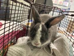 Shelter Stray Female Other last seen , 1850 W 60th St, Los Angeles, CA 90047, USA