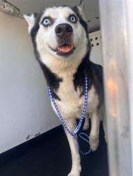 Shelter Stray Female Dog last seen Near BLK OAK ST , BAKERSFIELD CA, 201 S Mt Vernon Ave, Bakersfield, CA 93307, USA