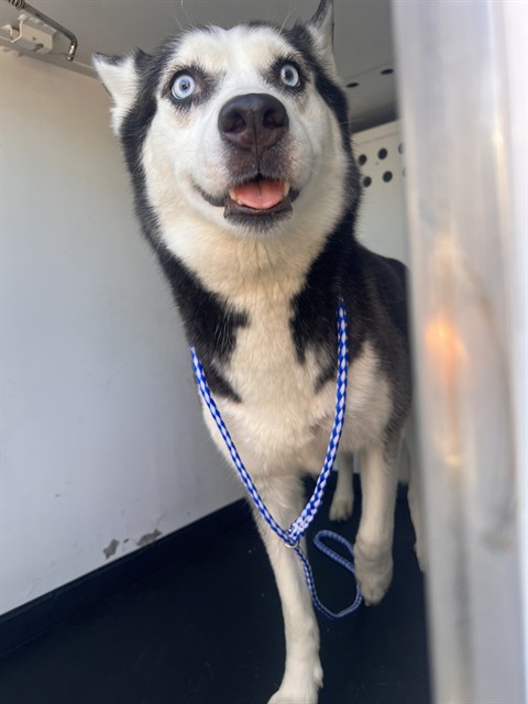 Shelter Stray Female Dog last seen Near BLK OAK ST , BAKERSFIELD CA, 201 S Mt Vernon Ave, Bakersfield, CA 93307, USA