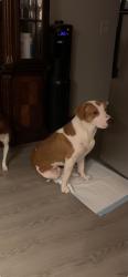 Lost Male Dog last seen Temos drive thru one street over, Tomball, TX 77377