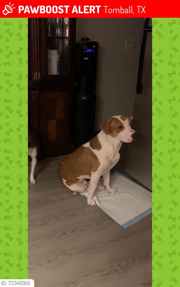 Lost Male Dog last seen Temos drive thru one street over, Tomball, TX 77377