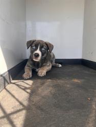 Shelter Stray Female Dog last seen Near BLK OAK ST , BAKERSFIELD CA, 201 S Mt Vernon Ave, Bakersfield, CA 93307, USA