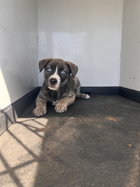 Shelter Stray Female Dog last seen Near BLK OAK ST , BAKERSFIELD CA, 201 S Mt Vernon Ave, Bakersfield, CA 93307, USA