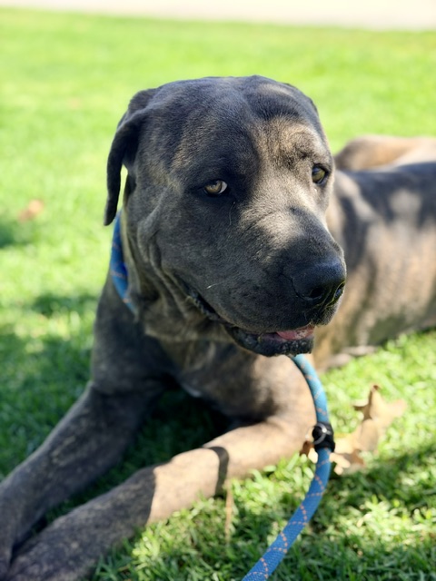 Shelter Stray Male Dog last seen Near BLOCK CLAY ST, JURUPA VALLEY, CA, 6851 Van Buren Boulevard, Jurupa Valley, CA 92509, USA
