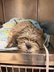 Shelter Stray Male Dog last seen Near BLOCK BELLEGRAVE AVE, RIVERSIDE, CA 92509, 6851 Van Buren Boulevard, Jurupa Valley, CA 92509, USA