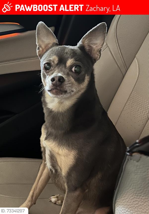 Lost Male Dog last seen Zachary Highschool, Zachary, LA 70791