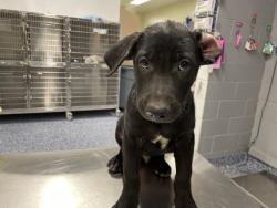 Shelter Stray Male Dog last seen Near BLOCK JACKSON ST, INDIO CA 92203, 72050 Pet Land Pl, Thousand Palms, CA 92276, USA