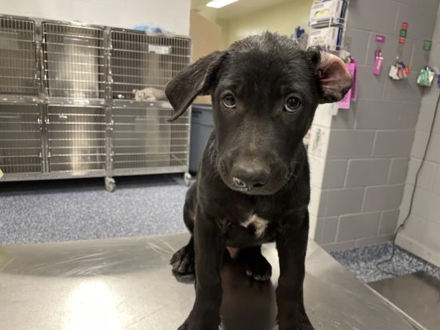 Shelter Stray Male Dog last seen Near BLOCK JACKSON ST, INDIO CA 92203, 72050 Pet Land Pl, Thousand Palms, CA 92276, USA