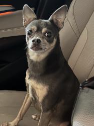 Lost Male Dog last seen Zachary Highschool, Zachary, LA 70791