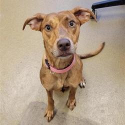 Shelter Stray Female Dog last seen NORTH FOSTER AND EAST HOUSTON, 4710 TX-151, San Antonio, TX 78227, USA