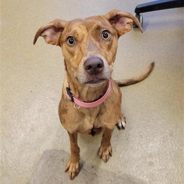 Shelter Stray Female Dog last seen NORTH FOSTER AND EAST HOUSTON, 4710 TX-151, San Antonio, TX 78227, USA