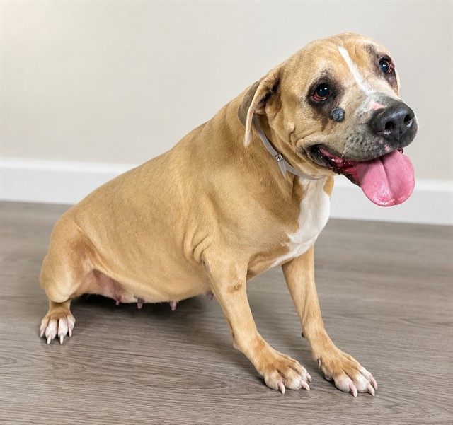 Shelter Stray Female Dog last seen , 38550 Sierra Hwy, Palmdale, CA 93550, USA