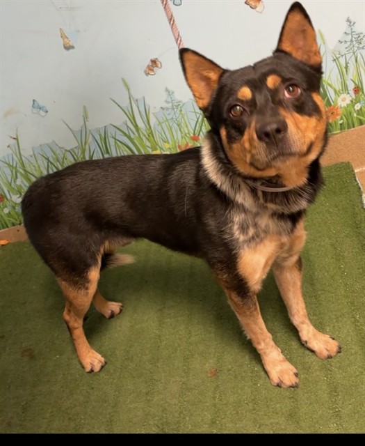 Shelter Stray Male Dog last seen , 38550 Sierra Hwy, Palmdale, CA 93550, USA