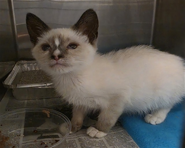 Shelter Stray Male Cat last seen Near BLOCK S RAMONA ST, HEMET CA 92543, 581 S Grand Ave, San Jacinto, CA 92582, USA