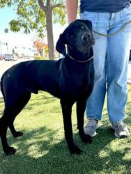 Shelter Stray Male Dog last seen Near BLOCK 58 HWY, MOJAVE CA 93501, 3951 Fruitvale Ave, Bakersfield, CA 93308, USA