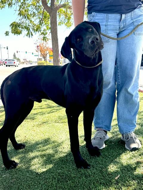 Shelter Stray Male Dog last seen Near BLOCK 58 HWY, MOJAVE CA 93501, 3951 Fruitvale Ave, Bakersfield, CA 93308, USA