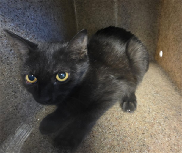 Shelter Stray Female Cat last seen Near BLOCK DE ANZA DR, SAN JACINTO, CA, 581 S Grand Ave, San Jacinto, CA 92582, USA
