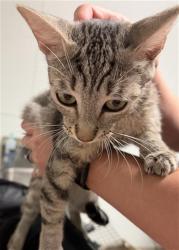 Shelter Stray Female Cat last seen Near BLOCK FRUITVALE AVE, BAKERSFIELD KERN COUNTY CA 93308, 3951 Fruitvale Ave, Bakersfield, CA 93308, USA