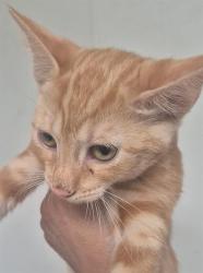 Shelter Stray Male Cat last seen Near BLOCK FRUITVALE AVE, BAKERSFIELD KERN COUNTY CA 93308, 3951 Fruitvale Ave, Bakersfield, CA 93308, USA