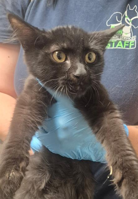 Shelter Stray Male Cat last seen Near BLOCK FRUITVALE AVE, BAKERSFIELD KERN COUNTY CA 93308, 3951 Fruitvale Ave, Bakersfield, CA 93308, USA