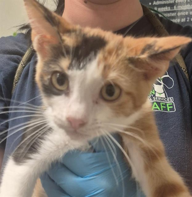 Shelter Stray Female Cat last seen Near BLOCK FRUITVALE AVE, BAKERSFIELD KERN COUNTY CA 93308, 3951 Fruitvale Ave, Bakersfield, CA 93308, USA