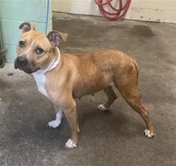 Shelter Stray Female Dog last seen GARDEN HWY & ARDEN GARDEN CONNECTOR, 2127 Front St, Sacramento, CA 95818, USA