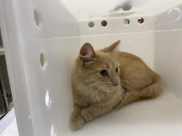 Shelter Stray Female Cat last seen Near BLOCK S 15TH ST, 3839 W Burnham St, West Milwaukee, WI 53215, USA