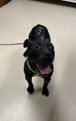 Shelter Stray Male Dog last seen Near BLOCK N 41ST ST, 3839 W Burnham St, West Milwaukee, WI 53215, USA