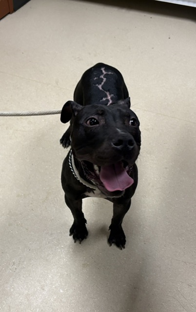 Shelter Stray Male Dog last seen Near BLOCK N 41ST ST, 3839 W Burnham St, West Milwaukee, WI 53215, USA