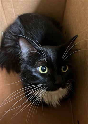 Shelter Stray Female Cat last seen BROADWAY & 5TH ST, 2127 Front St, Sacramento, CA 95818, USA