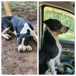 Lost Male Dog last seen Fenley flt Rd, Pollok TX, Pollok, TX 75969