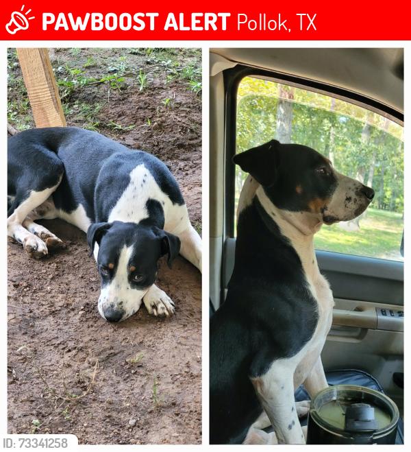 Lost Male Dog last seen Fenley flt Rd, Pollok TX, Pollok, TX 75969
