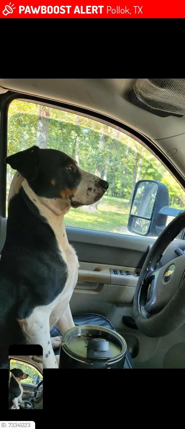 Lost Male Dog last seen Near Fenley flt rd Pollok Texas, Pollok, TX 75969