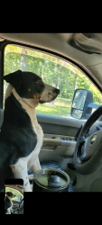 Lost Male Dog last seen Near Fenley flt rd Pollok Texas, Pollok, TX 75969