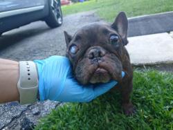 Shelter Stray Female Dog last seen Near BLOCK PLANTATION BLVD, MIRAMAR FL 33023, 2400 SW 42nd St, Fort Lauderdale, FL 33312, USA