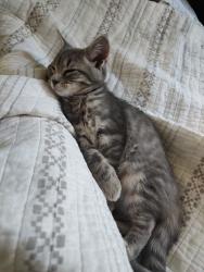 Reunited Male Cat last seen Near Keswick Ct, Winston-Salem, NC 27103, USA, Winston-Salem, NC 27103