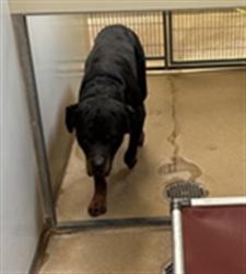 Shelter Stray Male Dog last seen WESLEY AVE/ 49TH AVE, 95823, 3839 Bradshaw Rd, Sacramento, CA 95827, USA